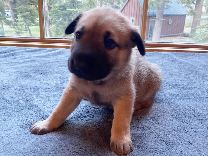 chinook puppy